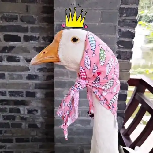 搞笑的大白鹅图片大全