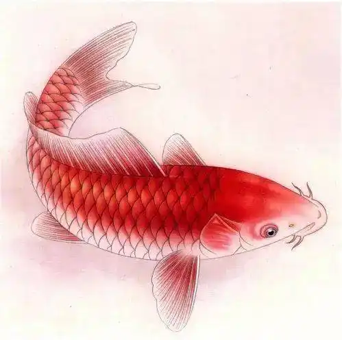 图文教程 | 工笔画《红色鲤鱼》的着色绘画步骤教程