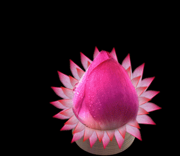 生日快乐蛋糕美味荷花蛋糕2周岁gif动图_动态图_表情包下载_soogif