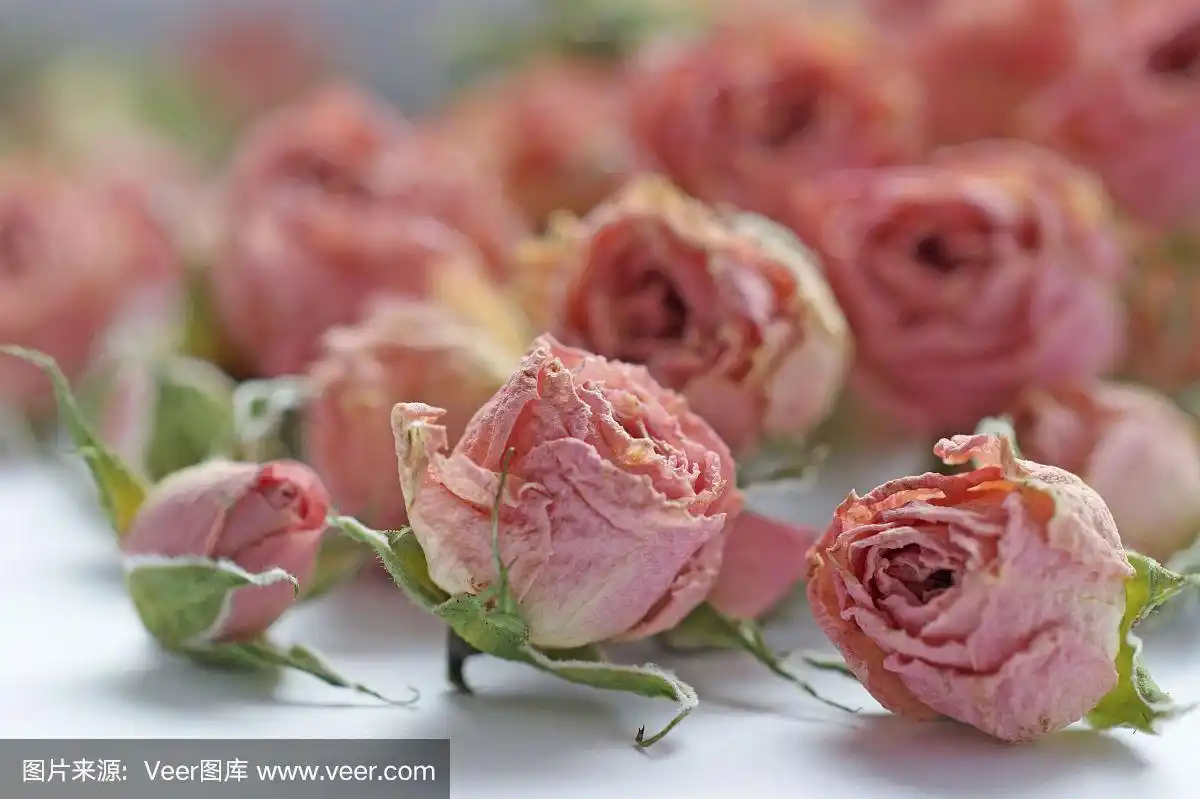 玫瑰,粉色,萼片,花蕾,干的