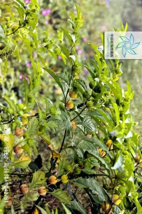 四川特产,(夏日雪)冰粉来了