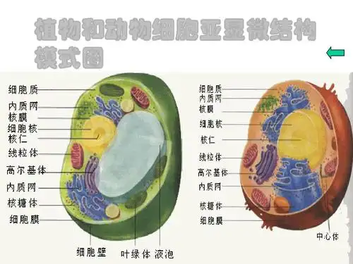 植物和动物细胞亚显微结构模式图