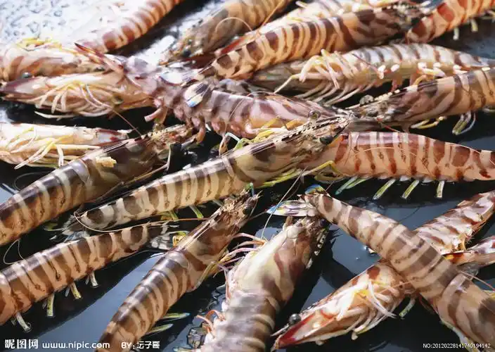 基围虾 - 百度百科