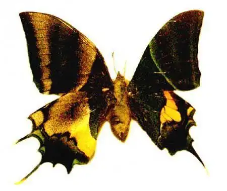 谁有卡申列夫鬼美人凤蝶的实图?