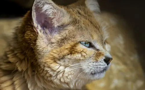 沙丘猫猫咪高清电脑壁纸高清大图预览1600×1200_动物壁纸下载_美桌网