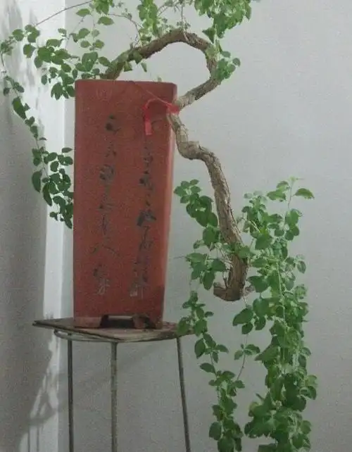 枸杞盆景冬季不落叶这样好不好