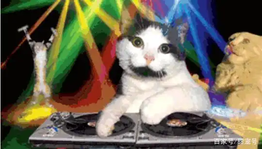 【猫咪蹦迪】我家猫半夜在我床头蹦迪,还给了我一巴掌.