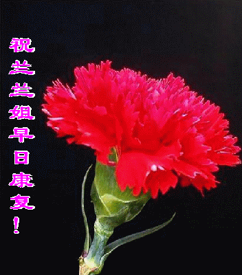 送祝福鲜花康乃馨忠心gif动图_动态图_表情包下载_soogif