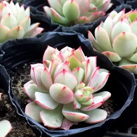 戴伦小桩 杆高6厘米 e家小屋 精美绿植 多肉植物