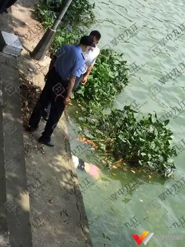九江:南门湖今天中午惊现女浮尸!死因不明