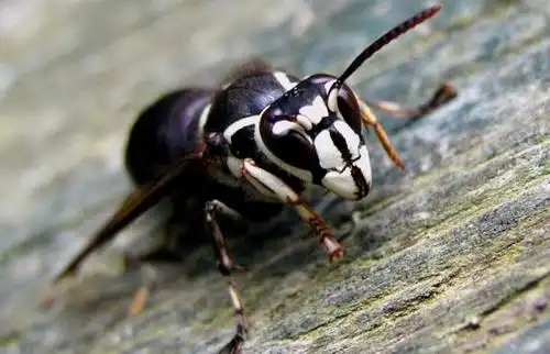 十大咬人最痛的昆虫狭路相逢敬而远之