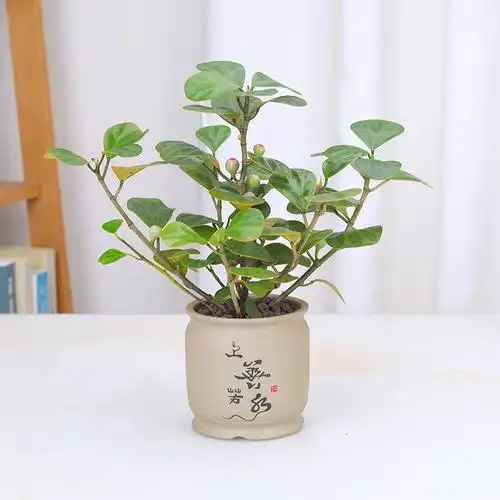 小盼菩提树盆栽发财盆栽植物四季常青办公室内植物招财绿植花卉