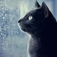 高冷孤独黑猫头像诡异的黑猫个性头像图片