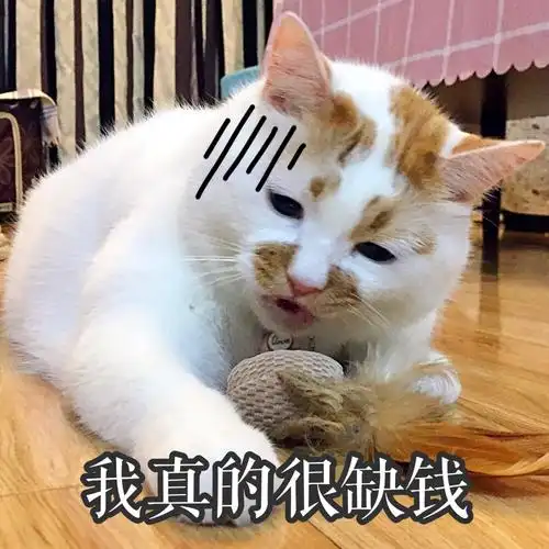 楼楼 猫 可爱 萌宠 表情包 头像 沙雕 搞笑