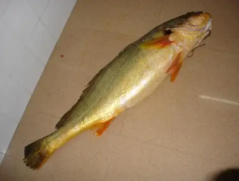 渔民捕获300斤有毒水怪被刺后浑身疼痛难忍