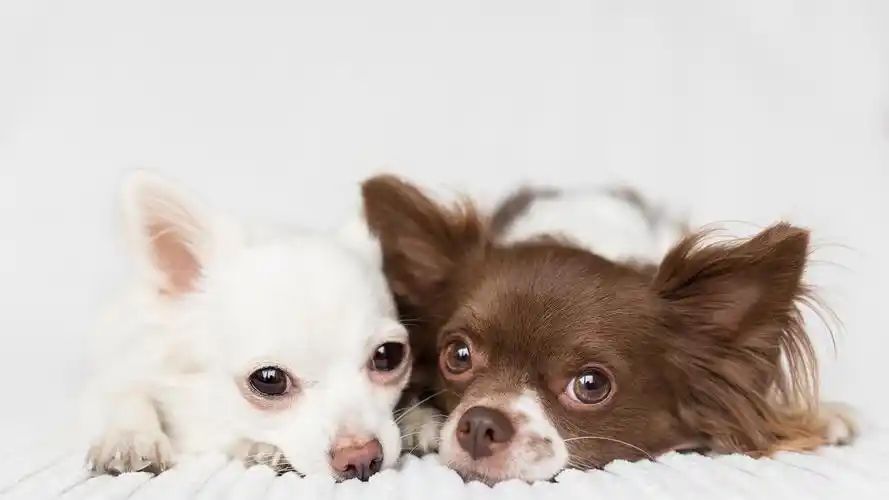 可爱狗狗图片高清电脑桌面壁纸-动物壁纸-壁纸下载-美桌网