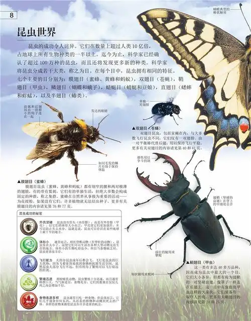 童书 科普/百科 dk探索 斑斓昆虫 (英)伯尔尼,吴佳瑶 978711009.