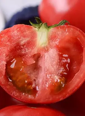 正宗海阳普罗旺斯西红柿新鲜自然熟10水果柿子沙瓤生吃大番茄