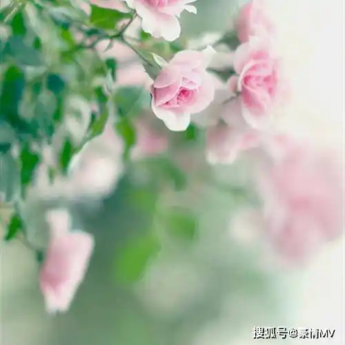 微信头像里面六十来岁用的各种招财作用的花朵图片