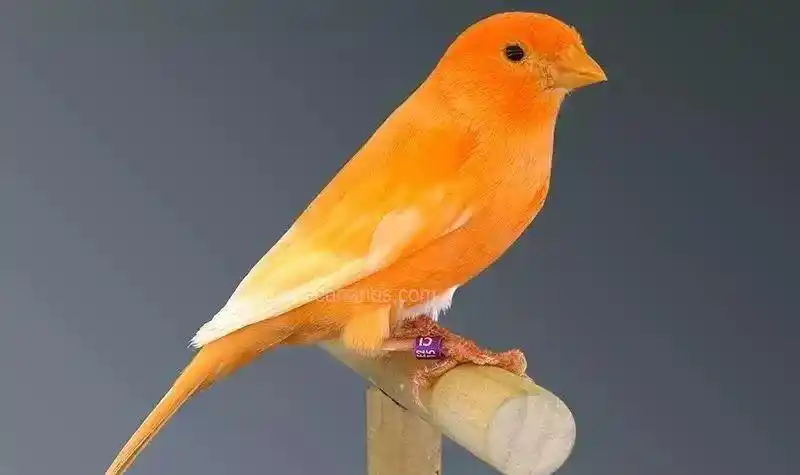 芙蓉鸟饲养知识大全