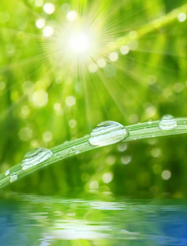 在清晨的春天草地上新鲜晨露.阳光灿烂的日子的概念.自然背景.