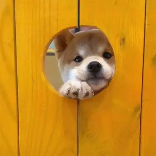 可爱搞怪的动物头像qq群头像大全infj的在用或者用过可爱动物做头像吗