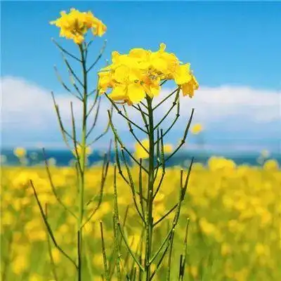 微信最吉利的好看头像2022 会带来好运的微信头像图片花 - 腾讯云开发