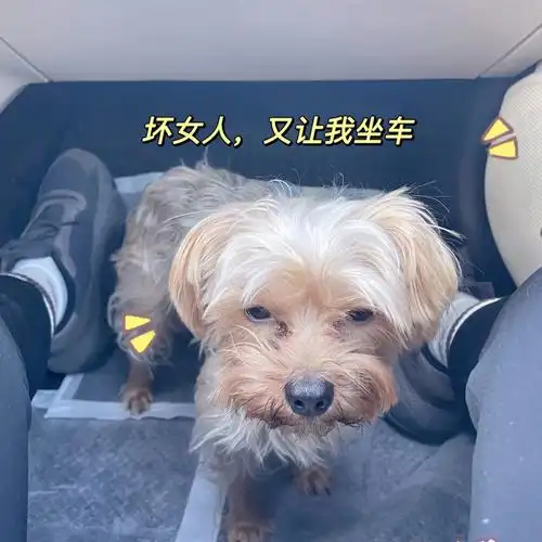 约克夏我的晕车小狗还是吐了
