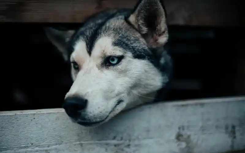 蠢萌哈士奇高清壁纸_超可爱狗狗壁纸