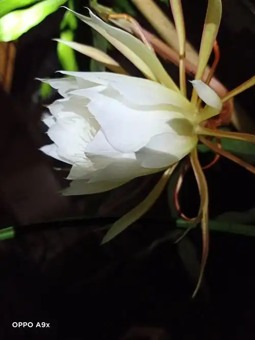 昙花一现最美瞬间