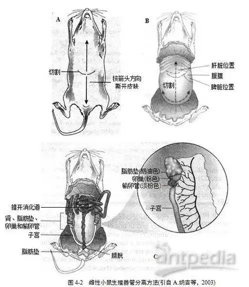小鼠输卵管卵母细胞采集与结构观察实验_显微镜观察法
