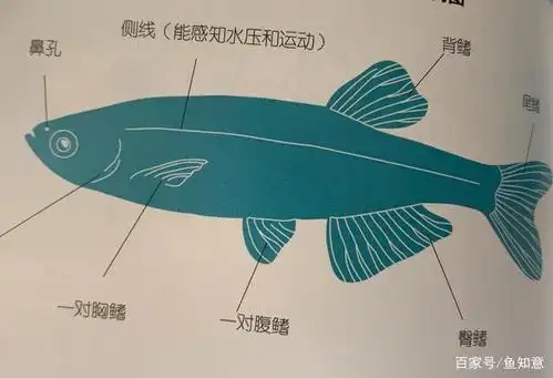 鱼鳍名命法:鱼的鱼鳍分为胸鳍,腹鳍,背鳍,臀鳍,尾鳍,根据鱼鳍形状的不