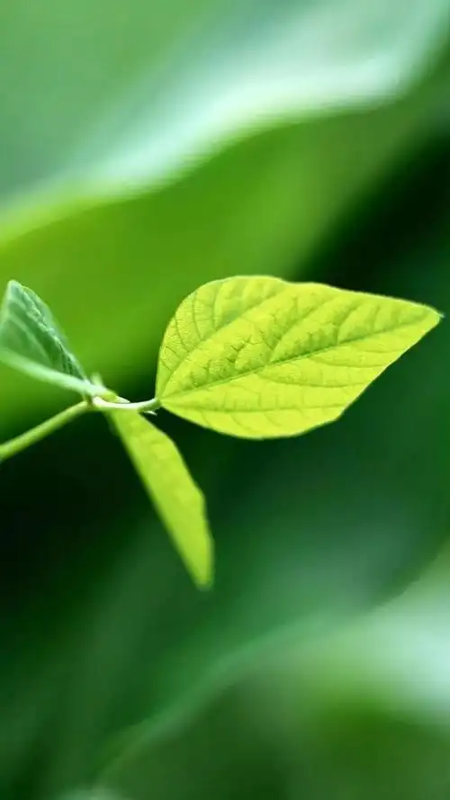 高清微信护眼图,选1张当聊天背景图吧!(附24首养生音乐)