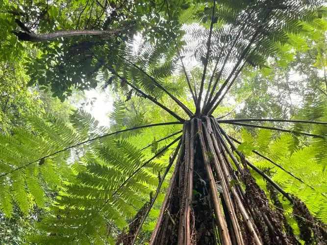 偶遇几棵刺桫椤——木本蕨类植物,世界上最古老的树