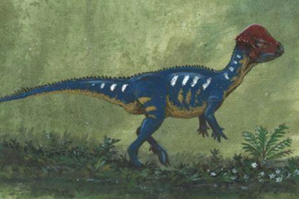 倾头龙蒙古小型恐龙长25米颅顶圆润倾斜