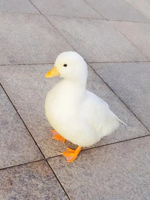 网红柯尔受精宠物可达活体鸭蛋callduck科尔鸭幼鸟