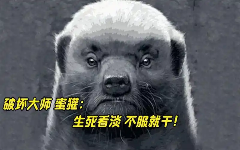 生死看淡,不服就干!无所畏惧的蜜獾,究竟有何过人之处?