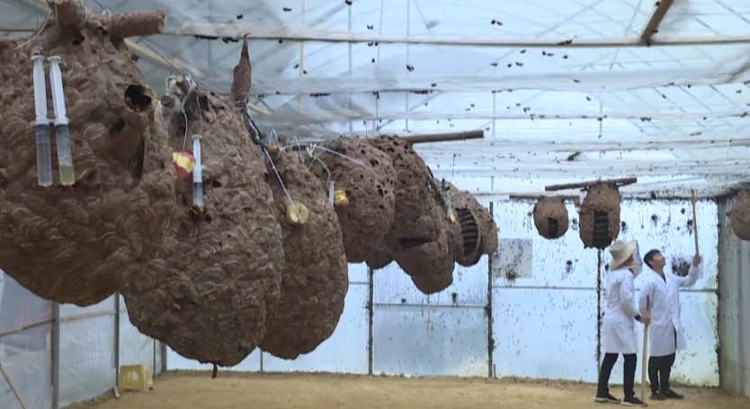 【生态养蜂】望谟:胡蜂养殖"舞"出致富路