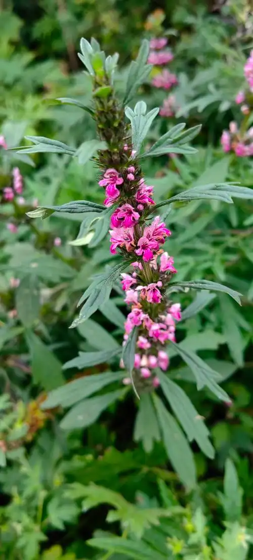 细叶益母草:日月峡国家森林公园 -中森休闲体验网