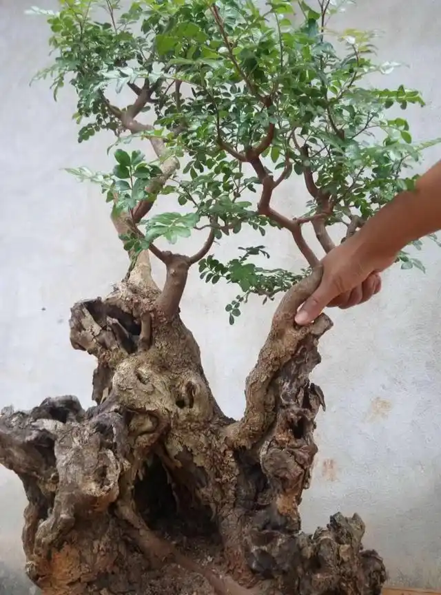 云南野生红芽清香木老桩盆景熟桩