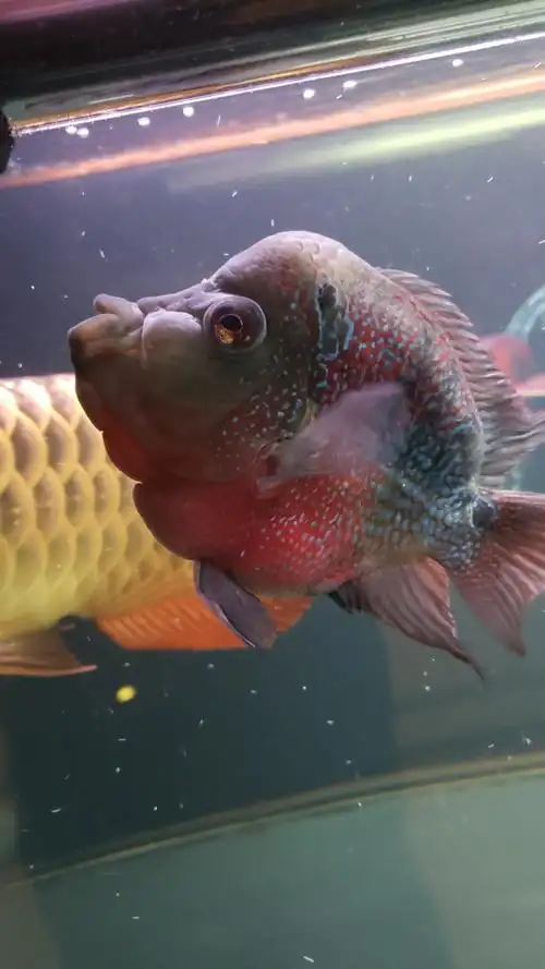 麒麟鹦鹉头鼓起个包