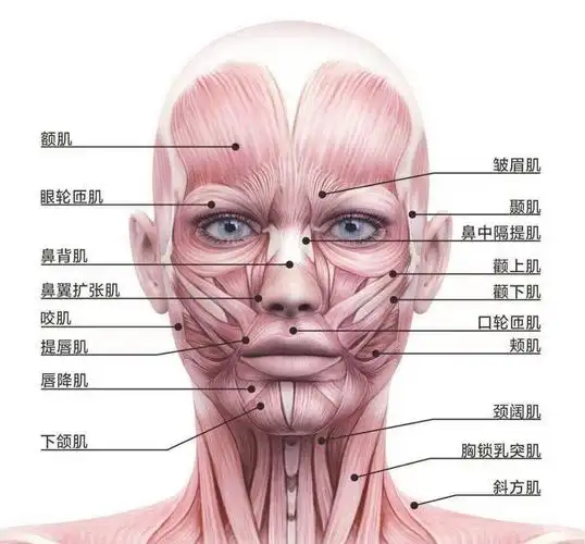 真正的抗衰是肌肉抗衰,#紧致提拉面部轮廓