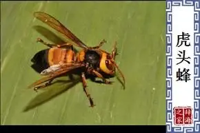 虎头蜂基本信息拼音读音等