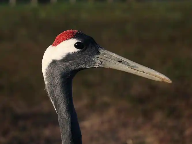 一品仙鸟丹顶鹤 ------ 摄影:张云泉