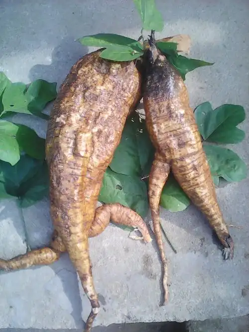 广西野生葛根片葛根茶解酒醒酒养胃茶丰富异黄酮降火中药材