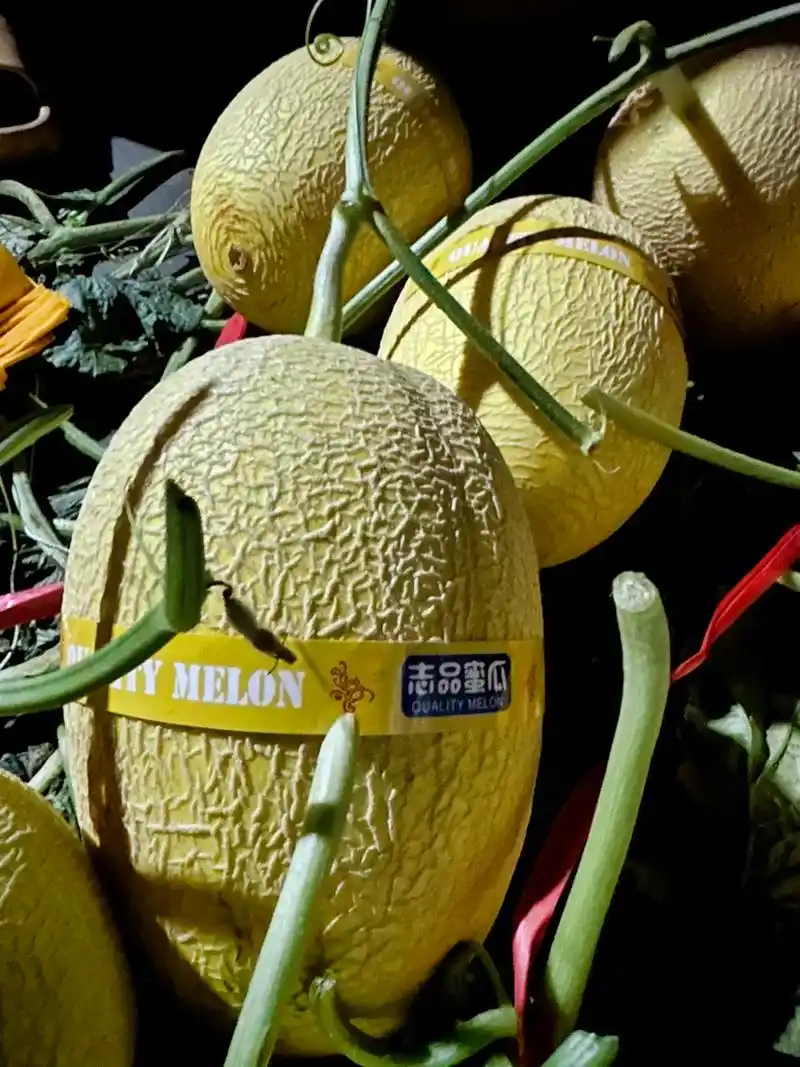 最漂亮的黄皮哈密瓜,不接受任何反驳.抗裂金皇冠在北海的表现, - 抖音