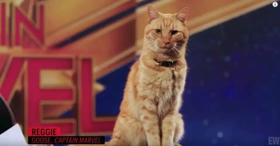 《惊奇队长》告诉我,在大橘面前灭霸根本不算什么