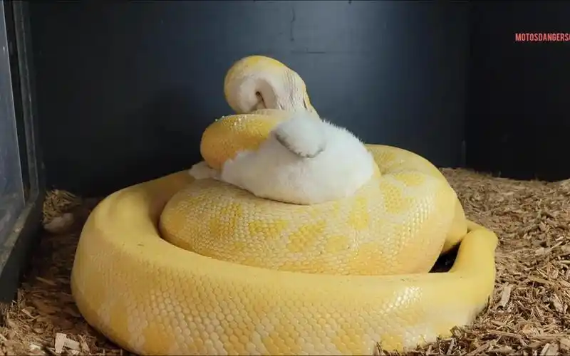 黄金蟒将兔子拖到早已布置好的陷阱里勒紧,兔子在巨大的肌肉力量下