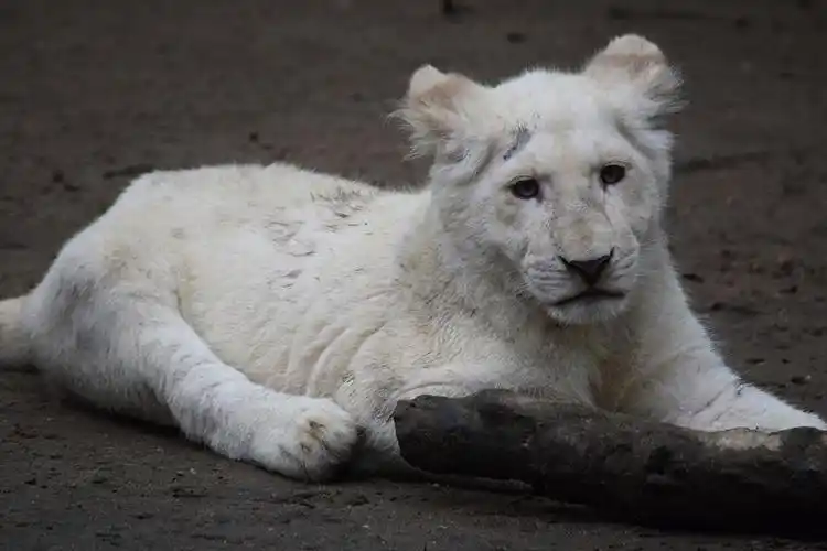 豹亚科,狮,年幼的动物,白色,动物,照片