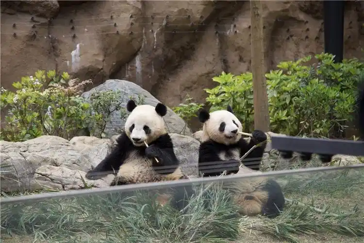 日本上野动物园大熊猫萌态十足
